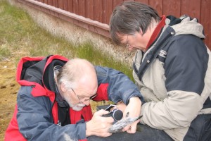 measuring the thickness of the wing web